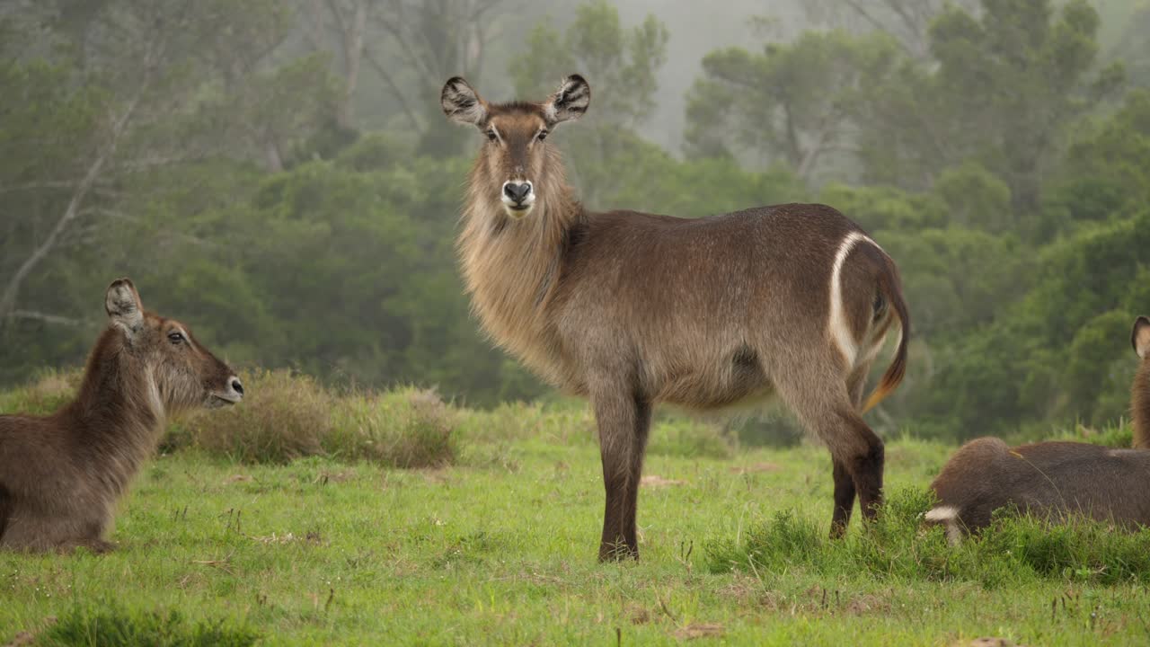 кинематографическая антилопа ватербак в драматическом пейзаже пышной саванны, замедленная съемка