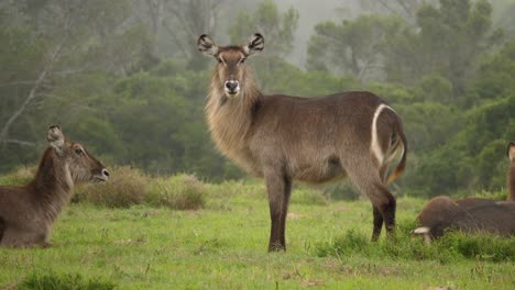 Cinematic-waterbuck-antelope-in-dramatic-lush-savanna-landscape,-Slow-Motion