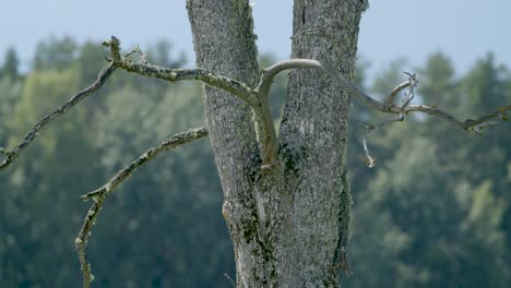 Dangerous-dead-dry-wood-branches-in-light-wind