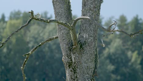 peligrosas ramas muertas de madera seca con viento ligero
