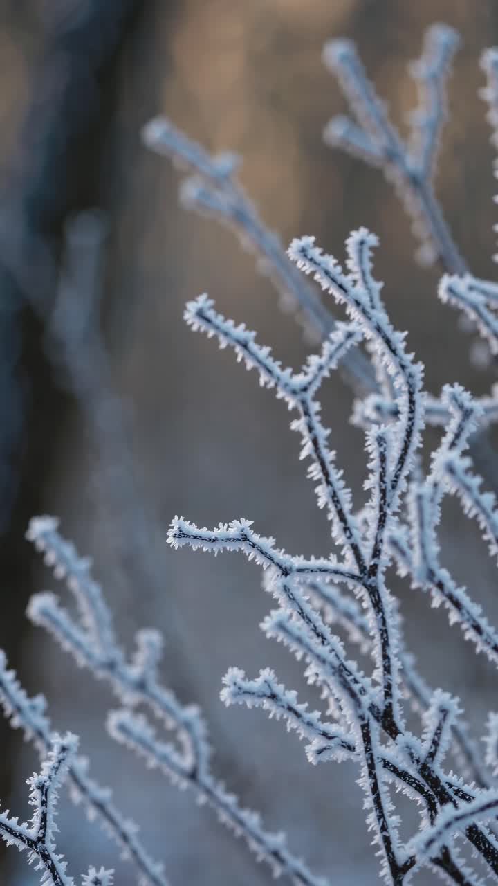 Frosty branches in winter