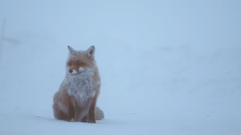 snow fox sitting in winter alone during a snowstorm