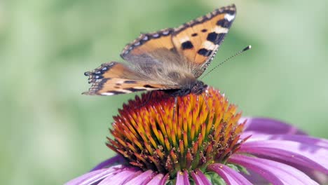small tortoiseshell butterfly sits on purple cone flower and pollinates it