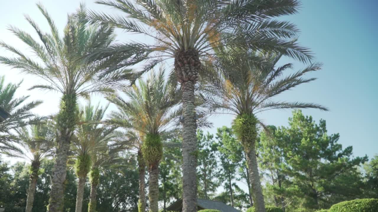 Pan of Palm Trees in Park