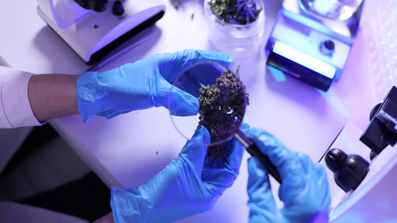 Laboratorní pracovníci zkoumají květ konopí pomocí lupy.