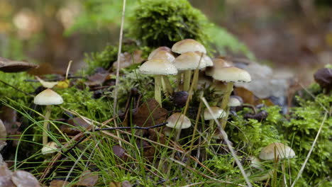 Ein-Eindruck-Der-Naturfarbszene-Im-Herbst,-Fallende-Blätter-Auf-Den-Straßen