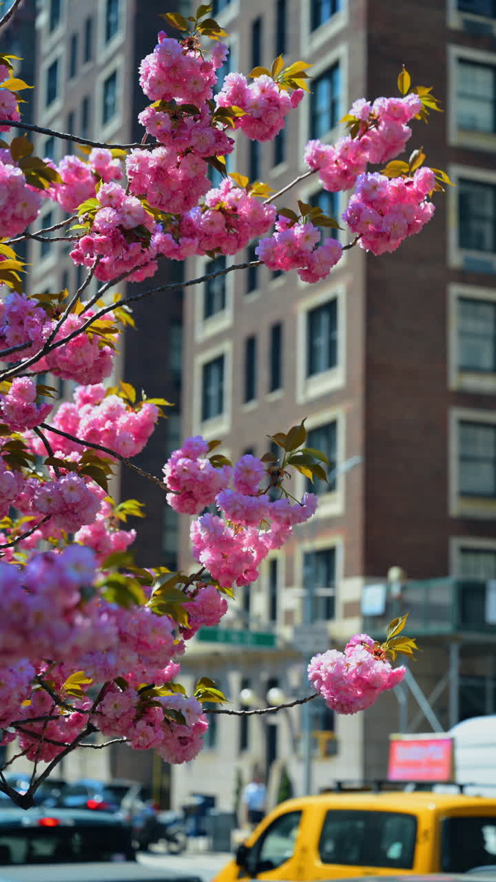 Flores de cerejeira rosa intenso com táxi amarelo ao fundo. Close-up de cachos de flores rosa vibrantes em galho com tráfego urbano e táxi desfocados