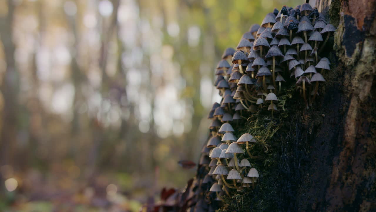 setas, hongos en el bosque