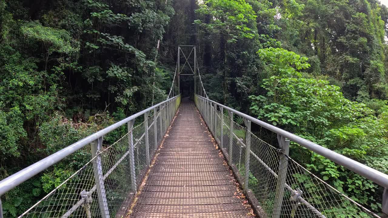 A serene walk across a suspension bridge in lush Dorrigo rainforest, showcasing vibrant greenery and tranquil surroundings