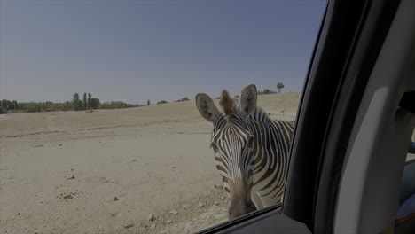 feeding a zebra through the car window