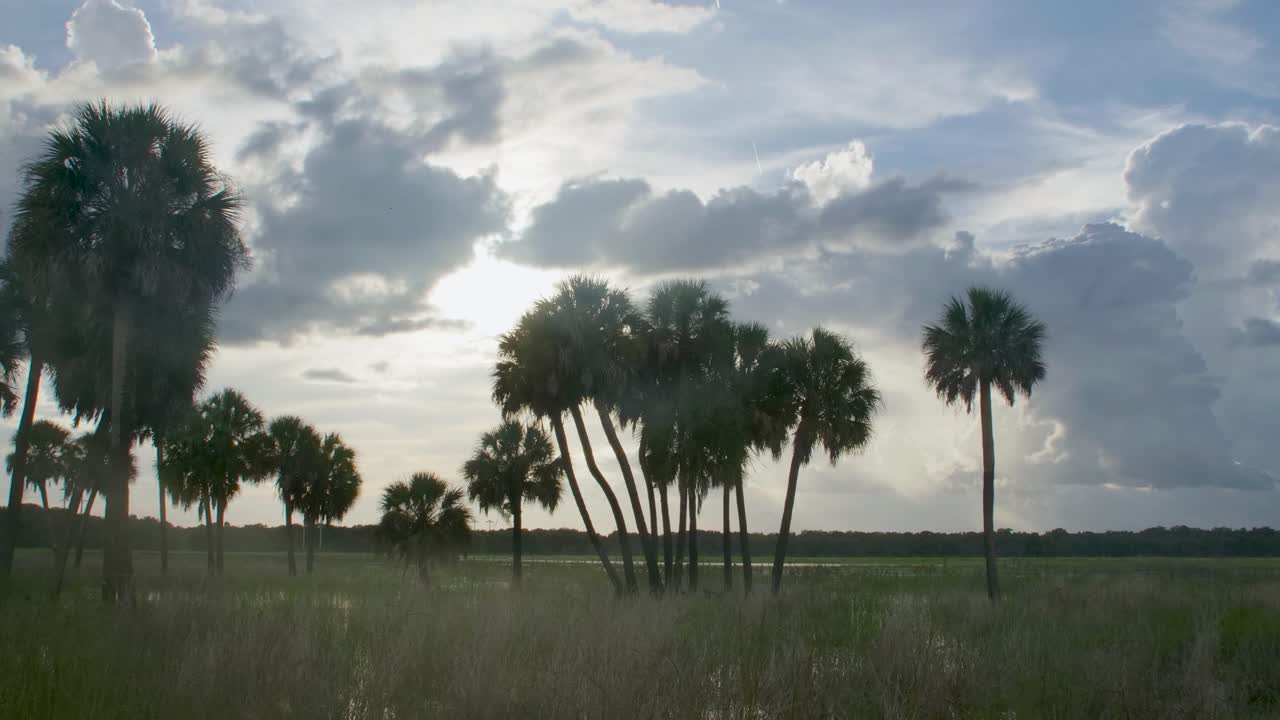 A dramatic landscape of tall palm trees silhouetted against a moody sky, with dark clouds rolling in over the grassy wetlands Myakka River State Park Florida