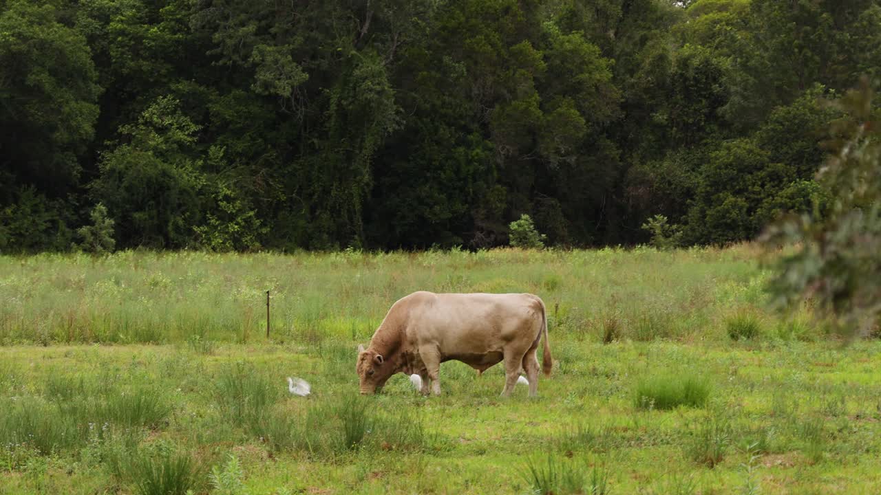 울창 한 초록 들판 에서 먹이를 먹는 단 한 마리 의 소