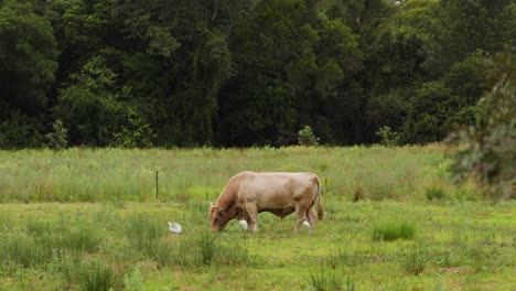 una sola vaca pastando en un campo verde exuberante