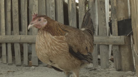 hen looking at the camera