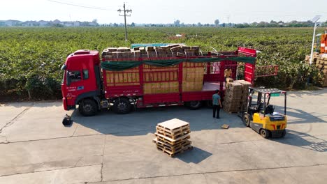 orbiting drone view of people loading kiwis onto a truck in zhouzhi county, shaanxi province, china, capturing the bustling activity of the harvest and logistics involved in kiwi distribution.
