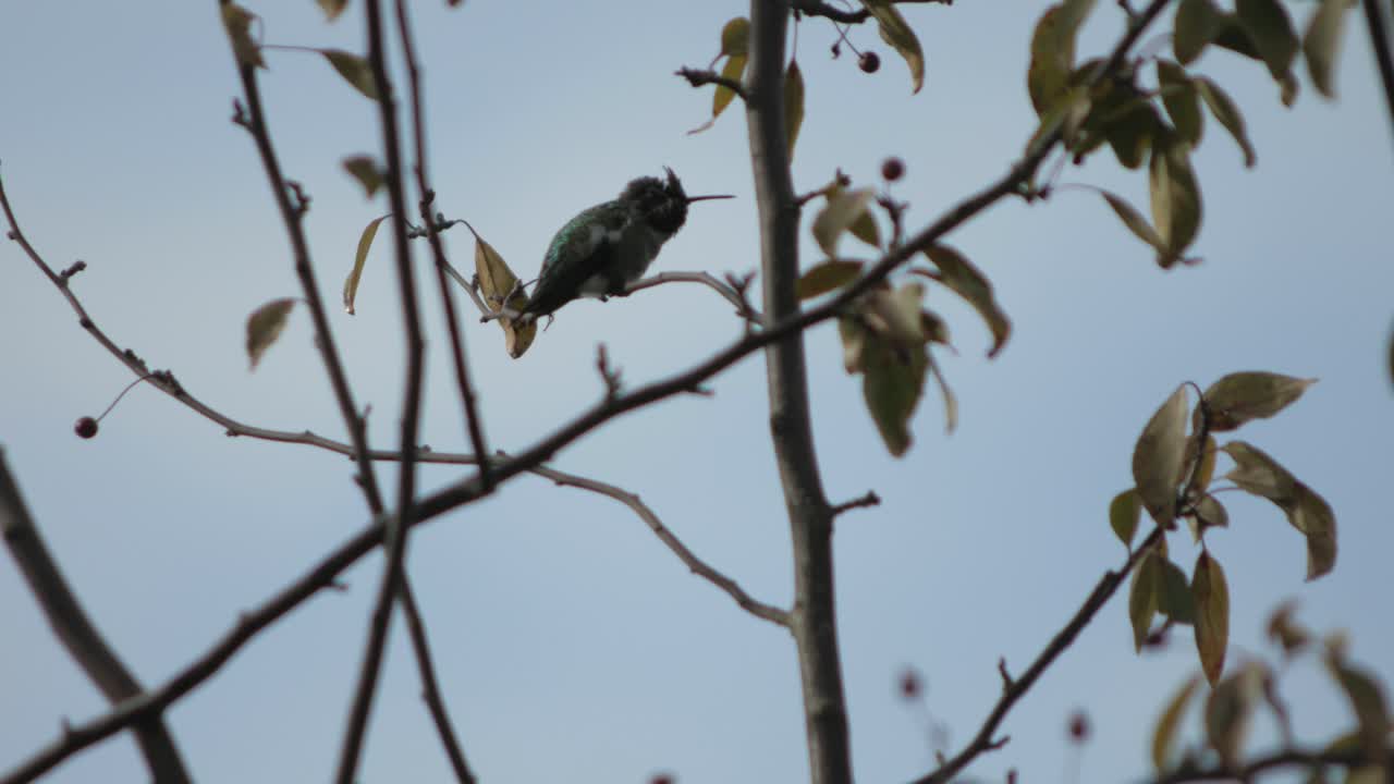 small hummingbird sitting on a branch then flying off