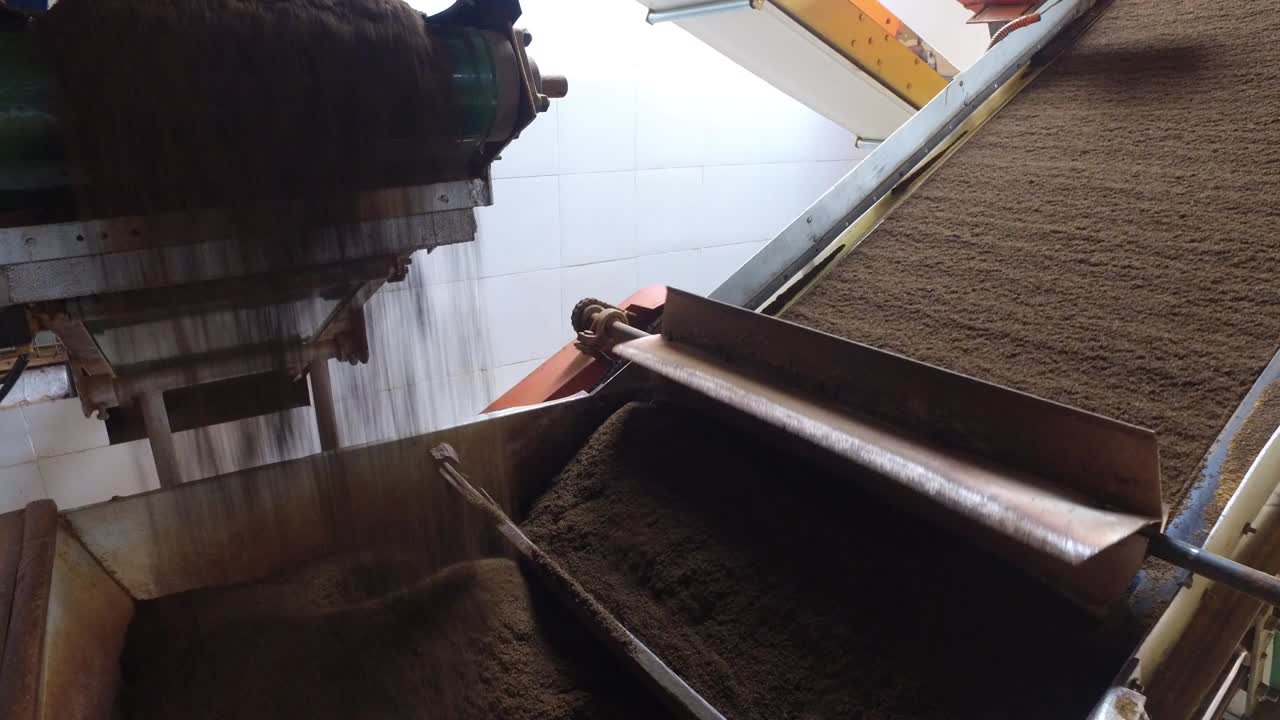 black tea moving on machine conveyor at factory