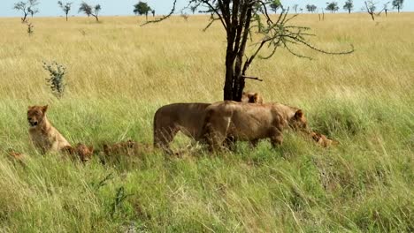 telephoto shot of lioness leaving pride while other lions are waking up, africa