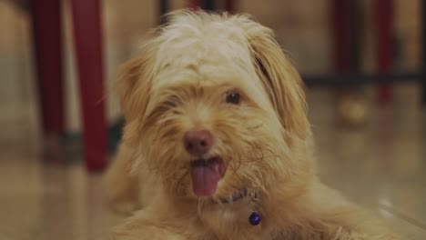 cute tired dog with long hair waiting for food