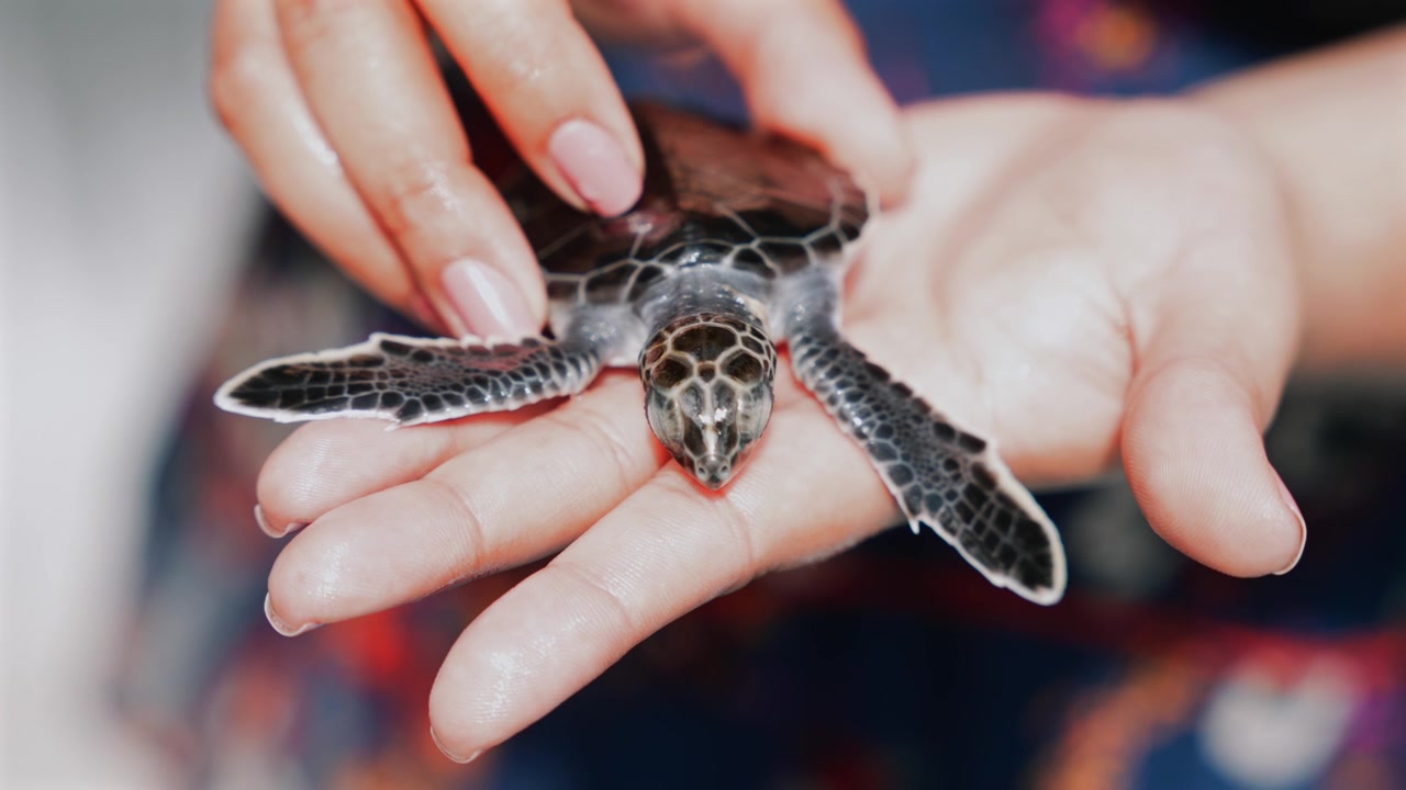 Rùa biển xanh con (Chelonia mydas) và rùa đồi mồi con nhỏ đang nằm trong tay một người