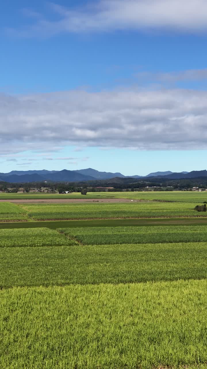 Plano general de exuberantes campos verdes de caña de azúcar bajo un cielo azul brillante, con montañas distantes en Murwillumbah, Nueva Gales del Sur.