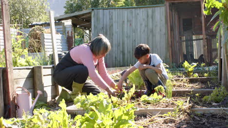 Abuela-Birracial-Mayor-Y-Nieto-Recogiendo-Verduras-En-Un-Jardín-Soleado,-Cámara-Lenta