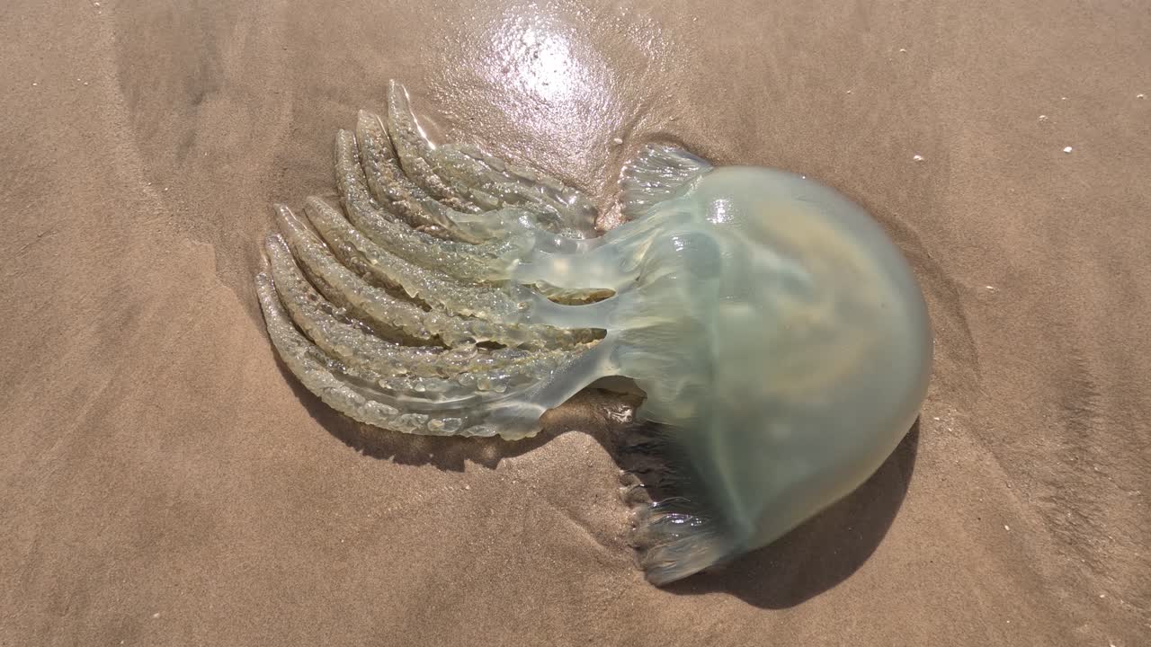 una gran medusa aurelia aurita , fue arrojada por las olas del agua en una playa de arena, en dakhla, marruecos