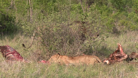 male lion and mate move about and gnaw on the carcass of a recent kill