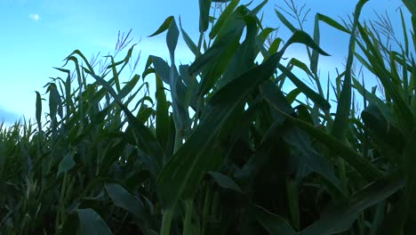 corn field maze