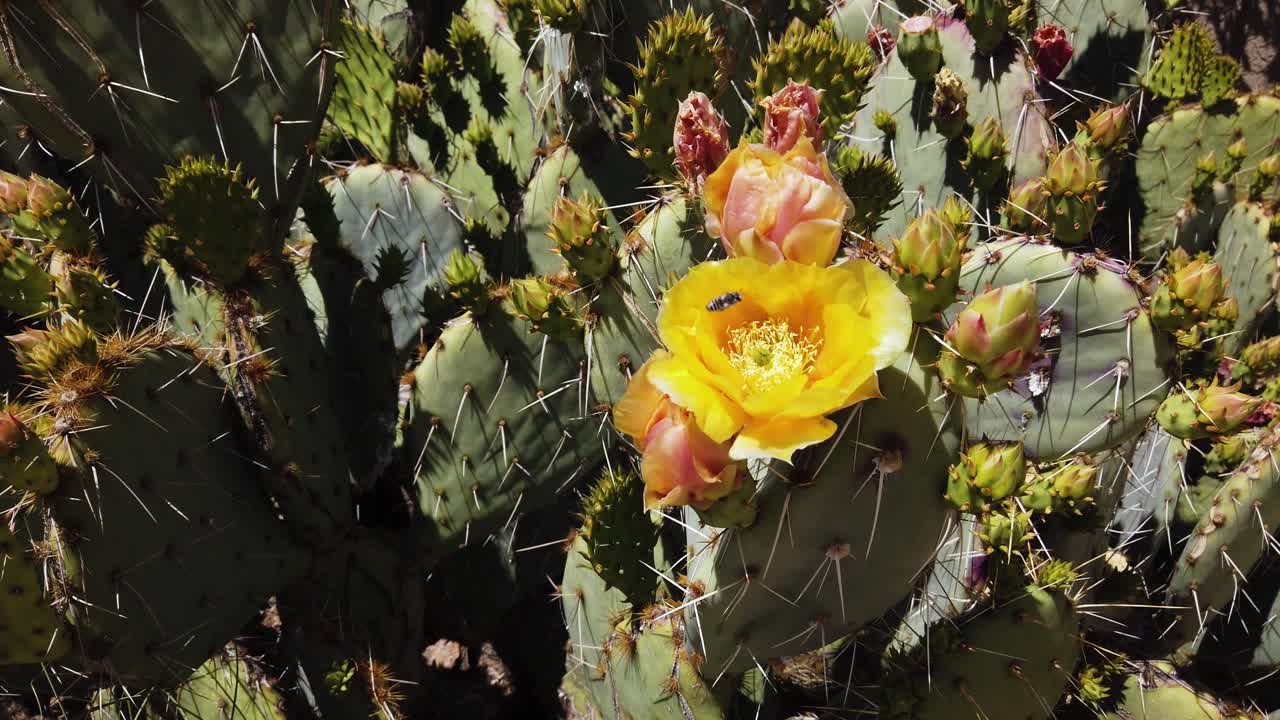 A bee passes up a yellow cactus flower, Arizona