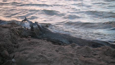 Tronco-De-árbol-Arrastrado-A-Tierra-En-Una-Playa-De-Arena-Con-Olas-Oceánicas