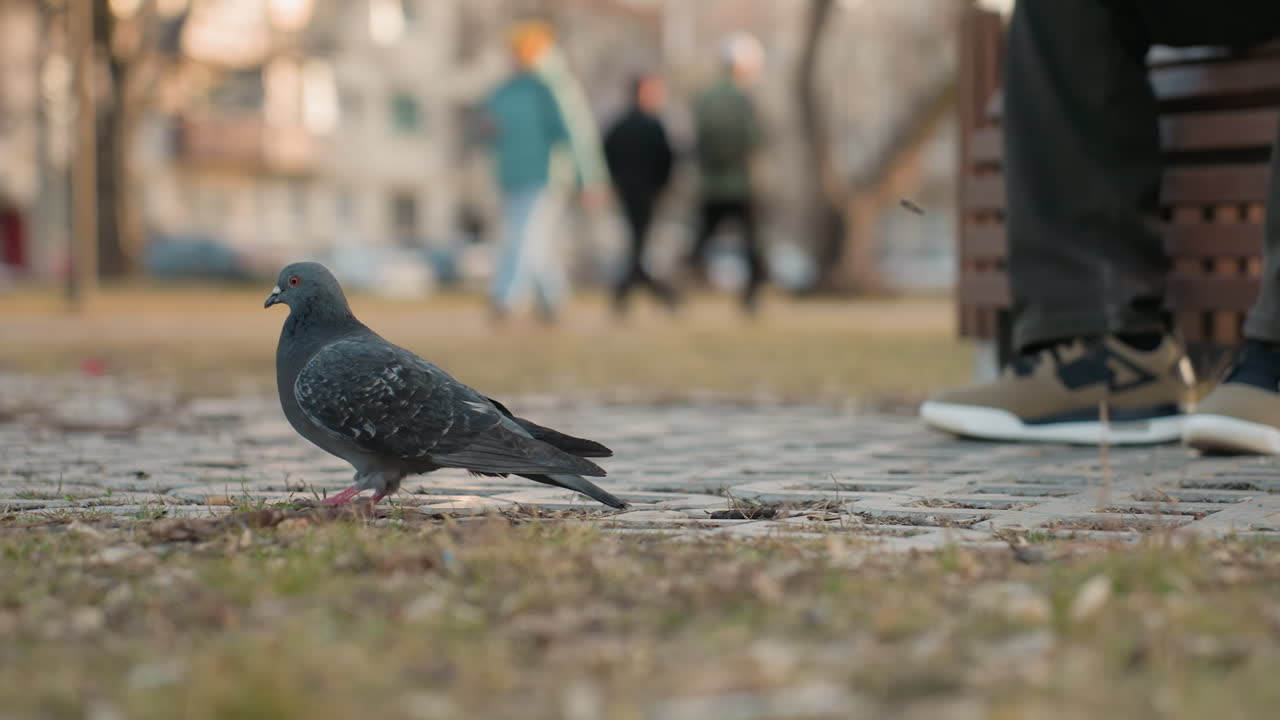 Pigeon walks on paved ground near park bench as seated person throws food, legs and shoes visible, blurred passerby in background, warm daylight scene capturing urban wildlife interaction