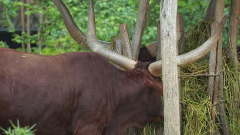 vista de cerca del ganado domesticado de cuernos largos comiendo heno al aire libre