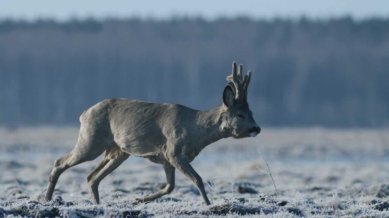Roe deer running and walking eating grass in spring early morning golden hour light frosty weather