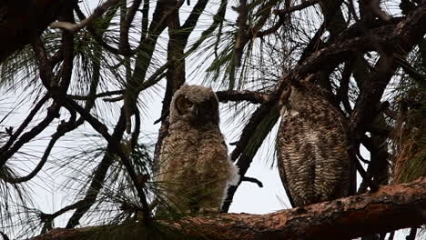 owlet and its mother perched in a tree