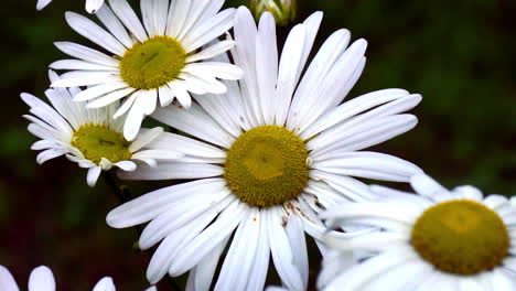 close-up of a group of daisy flowers