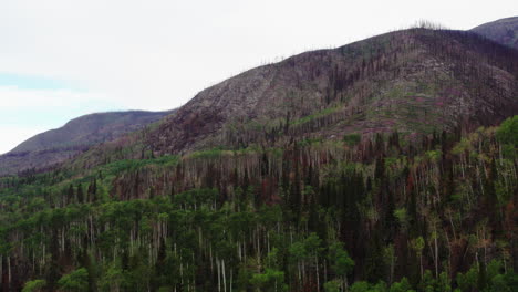 nuevo crecimiento de la vegetación forestal en la ladera de la montaña después de un fuerte incendio forestal, dron