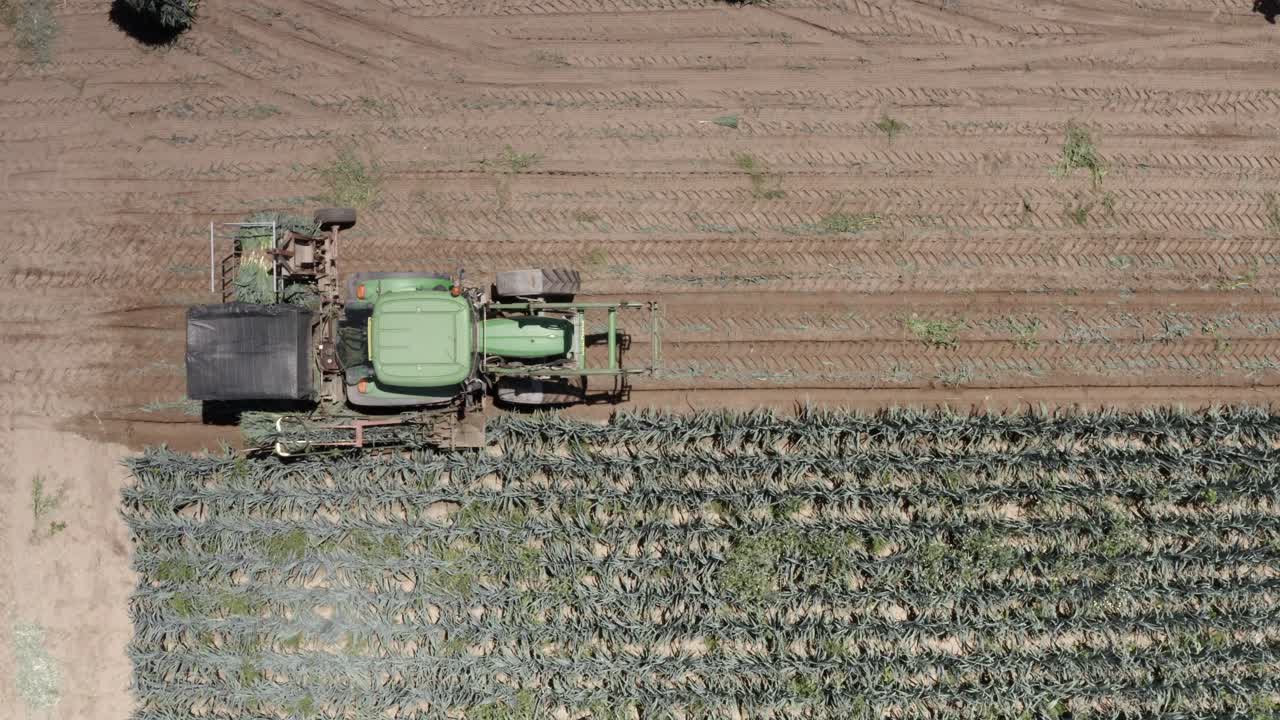cosecha de cebollas con tractor
