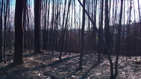 cinematic close up tracking shot through a burnt forest
