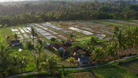 stunning drone shot flying over rice fields with birds flying through in ubud, bali