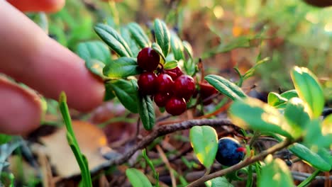 Nahaufnahme-Von-Preiselbeeren,-Die-Von-Hand-Gepflückt-Werden