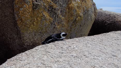 pinguim africano na rocha a tomar sol na praia de boulders, cidade do cabo, áfrica do sul