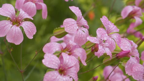 pink small flowers under the rain in a garden