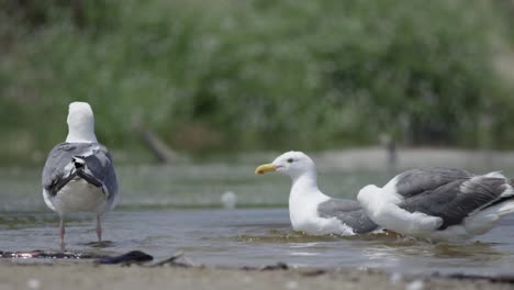 seagulls cleaning, splashing and drinking water at the beach in slow mo 4k