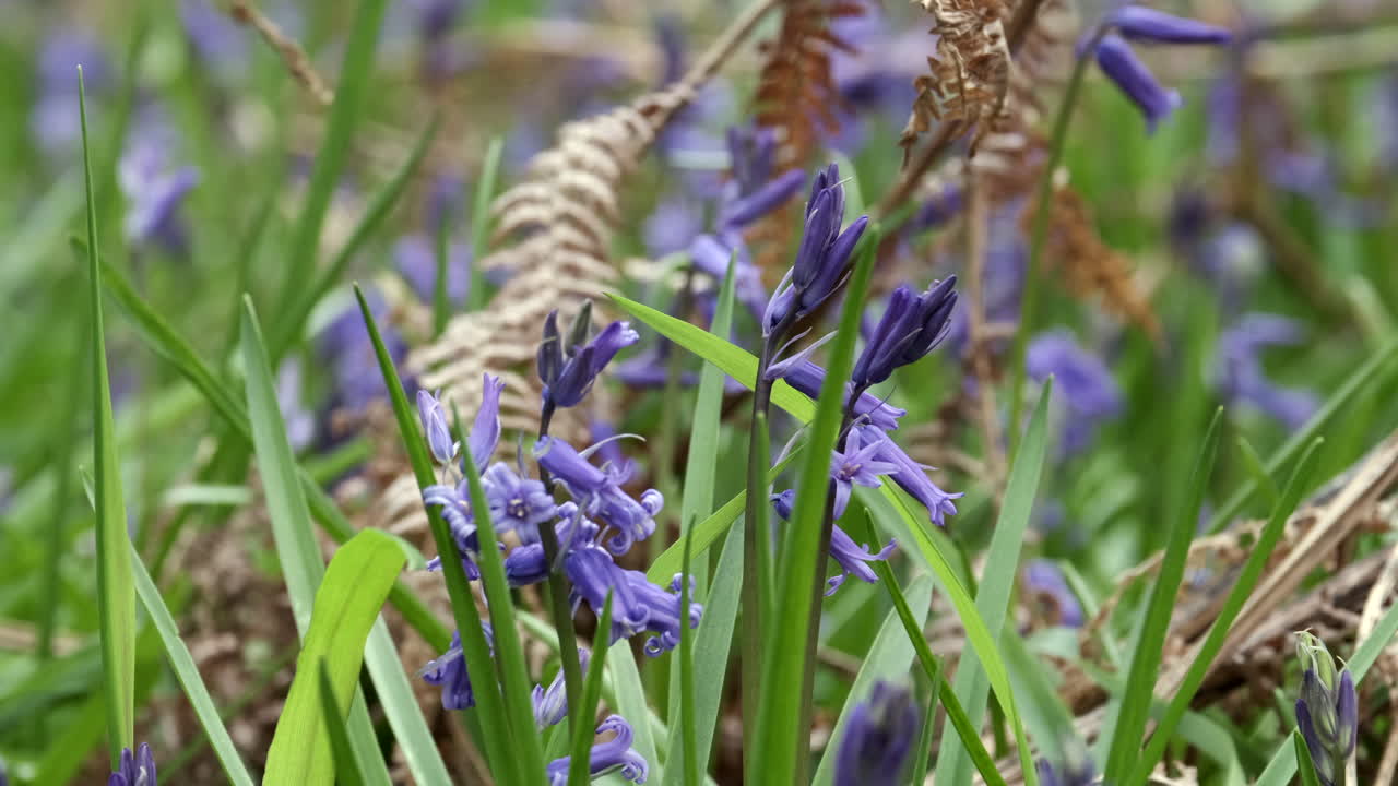영국 워릭셔, 영국 숲 바닥에 섬세한 봄 블루벨 꽃이 활짝 피었습니다.