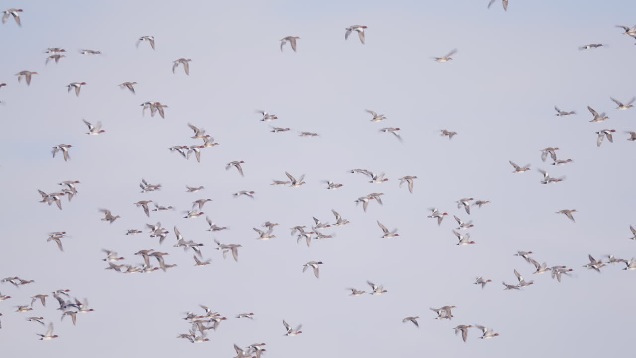 Migrating flock of European Wigeons flying together through grey sky