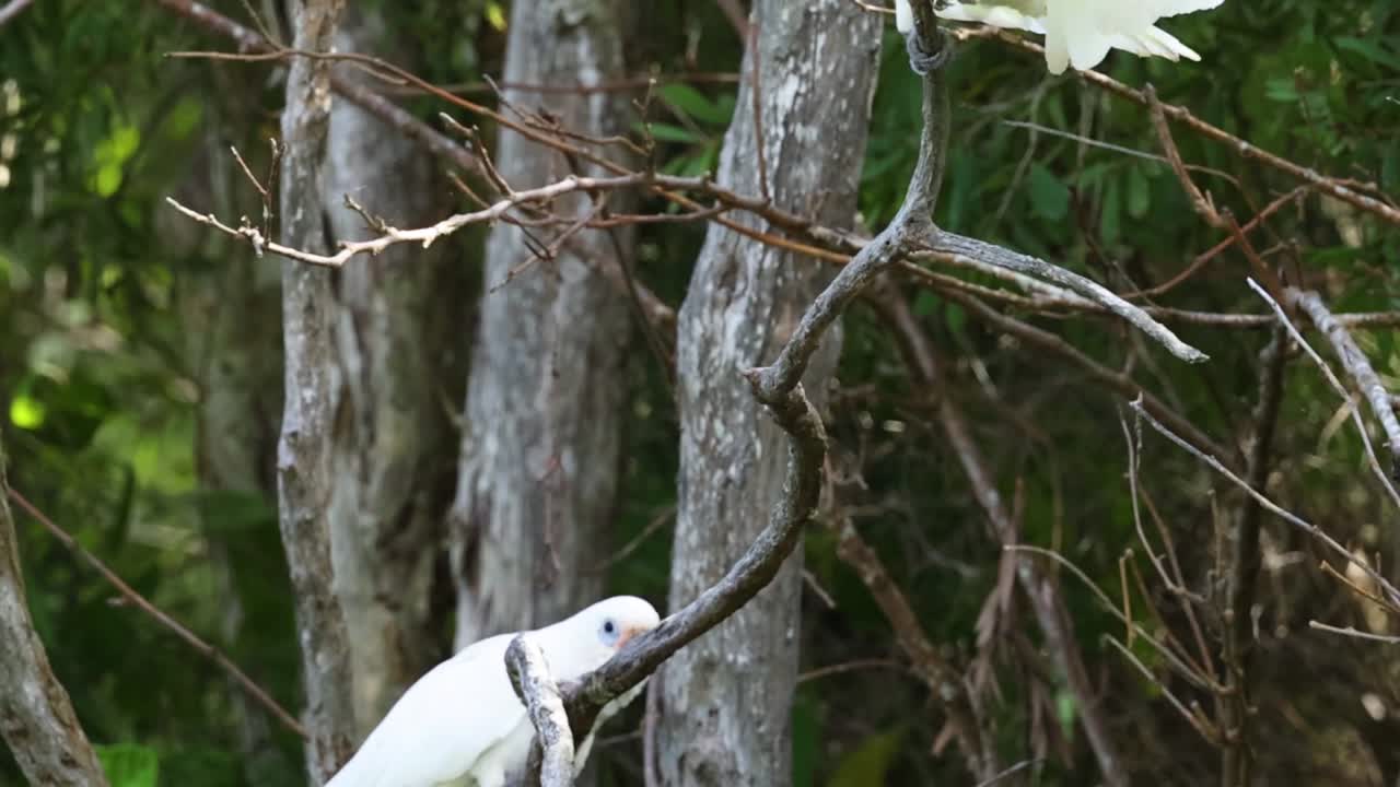 A cockatoo perches on a branch, spreading its wings amidst dense forest foliage.