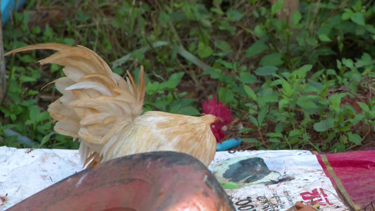 Een bruine haan staat op een zak in een landelijke boerderijomgeving met veel groen.