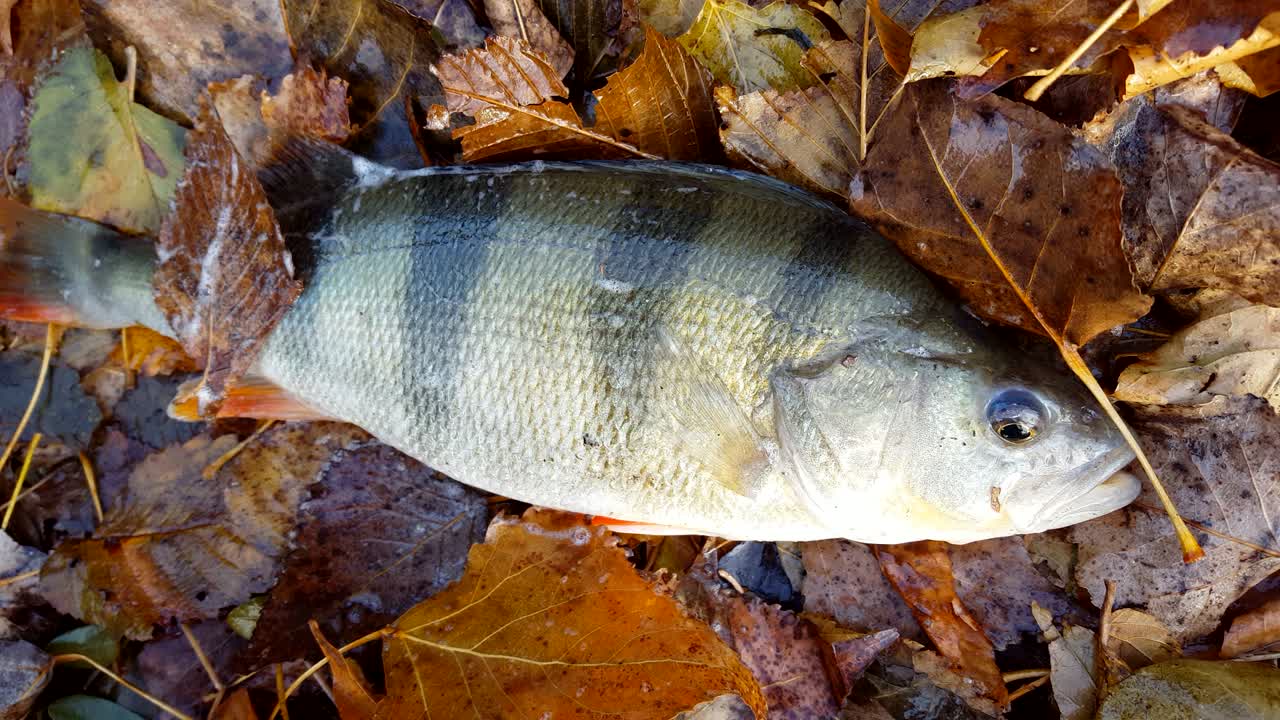 European perch lying on riverside in autumn leaves.