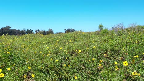 Hermoso-Disparo-En-Movimiento-Muy-Bajo-A-Través-De-Campos-De-Flores-Silvestres-Amarillas